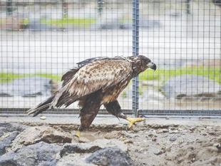 More than 2,200 rehabilitated wild animals returned to nature