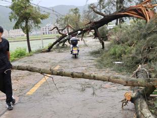 Typhoon makes landfall in China, downgraded to severe tropical storm