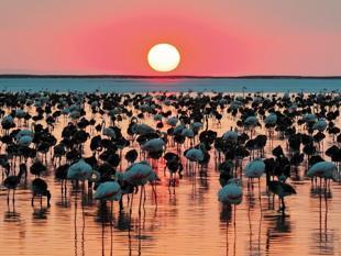 Tuz Lake records highest flamingo chick count in 5 years