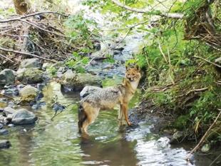 Camera traps reveal Istanbul’s wild side