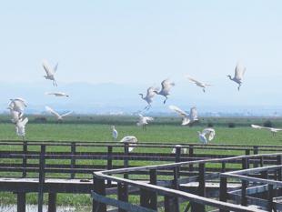 Seasonal bird migration begins at Kızılırmak Delta in Samsun