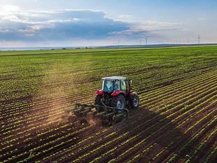 Crop output seen rising in cereals, fruits this year