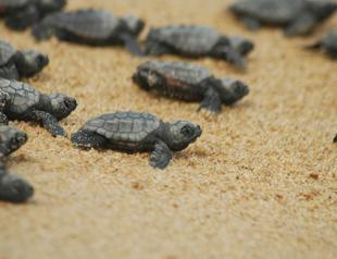 Some 1,400 turtle hatchlings reach sea at Antalya beach