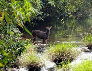 Shortage of staff to protect wildlife in Turkey: Official