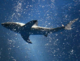 Sharks make Aussie golf course lake a real hazard