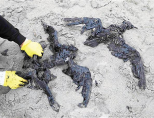 ‘Oil slick in N Zealand may spread’