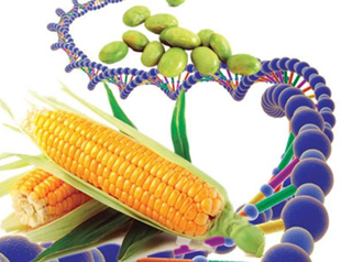 Ten more GMO feed on Turkey’s doorstep
