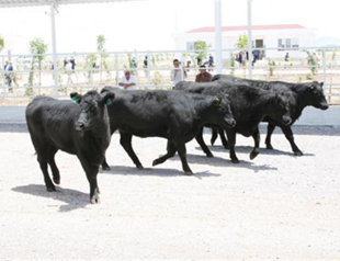 Meat supply short before feast, chamber head says