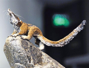 Prehistoric mammal skulls discovered in Argentina