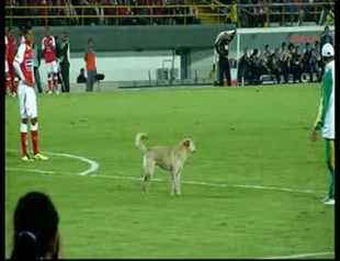 Uninvited guest halts football match