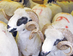 Bayram campaigns aim to aid Van victims