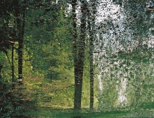Woodland reflections blur reality and illusion