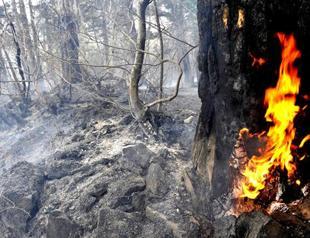 Fire damages forested area near Turkish ski resort
