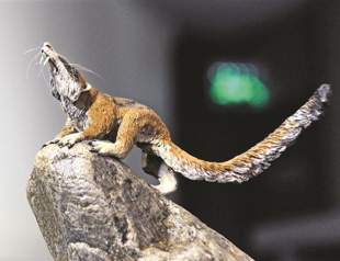 Prehistoric mammal skulls discovered in Argentina