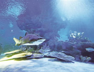 Istanbul Aquarium hosts new guests