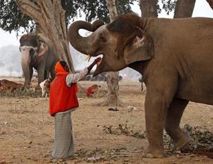 India temple elephants sent on rejuvenating holiday
