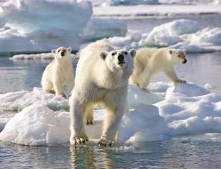BBC rejects criticism over polar bear cubs
