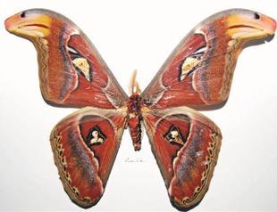 Micro drawings depict Istanbul and Anatolia