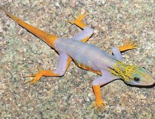 New species found every other day