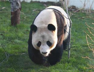 Outrage as BBC chooses panda as 2011 female face