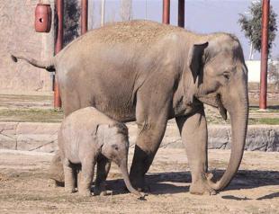 İzmir home to animals in danger of extinction