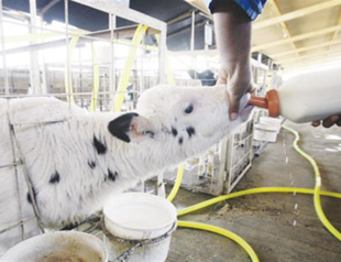 Water dispute threatens last Iraq commercial farm