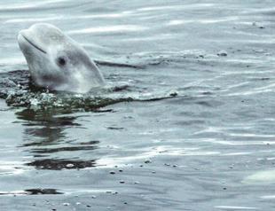 Whales trapped in Russia’s east region