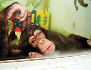 US agrees to limit medical research on chimpanzees