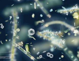 Festival presents ‘next ecology’