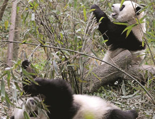 Chinese panda loan to France top secret