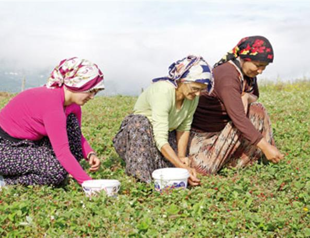 Thunder, strawberries: gifts of Mother Nature