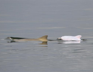 Biologists find albino among Brazil dolphins