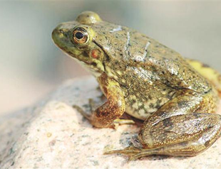 Animals in groundwater sensitive to earthquake