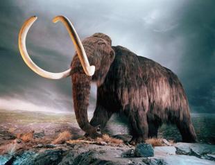 Japan, Russia see chance to clone mammoth: report