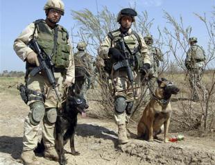 Dogs of war also suffer from stress