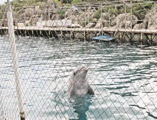 Dolphins cause stir as animal lovers against show business