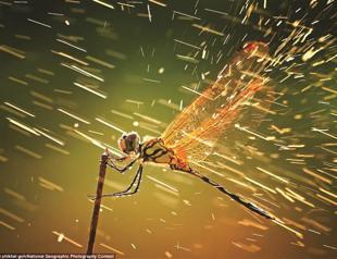 Best photos of year to be chosen