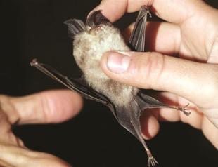 Stallone film ‘vandalised’ bat colonies in Bulgarian cave