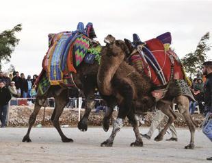 Camel Wrestling Festival in Ephesus
