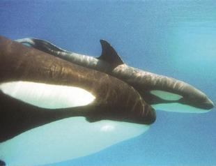 Mammals suffering from ocean noise