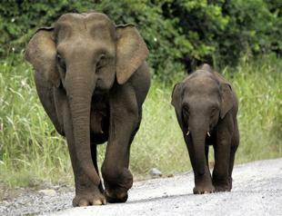 Borneo pygmy elephant fatally gores Aussie tourist