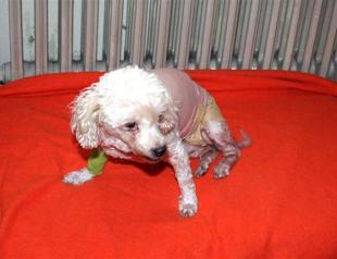 Heavy smokers dog diagnosed with lung cancer