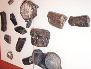 Whale fossil found in Turkey for first time