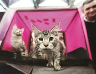 Pets may create new diseases, study says