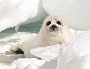 Scientists testing sick seals for radiation