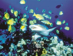 Discovery documentaries to be screened on TRT HD