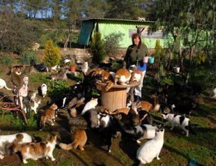 British ‘mother of cats’ tends to strays at her shelter in Marmaris