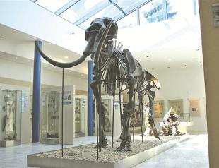 House of mammoth bones discovered