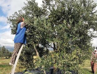 Turkey may face hunger without aid in agriculture