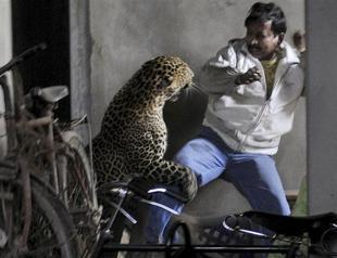Leopard kills man, scalps another in Indian city